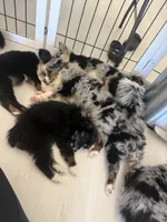 Mini Female, a female Miniature American Shepherd for sale in Stanwood, WA – 6 of 6