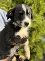 Black tri male 2, a male Australian Shepherd for sale in Stanwood, WA – 3 of 5