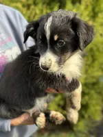 Black tri male 2, a male Australian Shepherd for sale in Stanwood, WA – 5 of 5