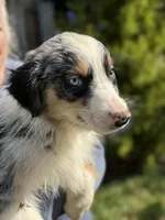 Blue male 4, a  Australian Shepherd for sale in Stanwood, WA – 2 of 5