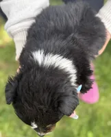 Black Tri Male, a male Australian Shepherd for sale in Stanwood, WA – 5 of 5