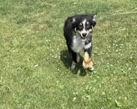 Black Tri Male, a male Australian Shepherd for sale in Stanwood, WA – 2 of 5