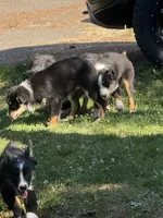 Black Tri Male, a male Australian Shepherd for sale in Stanwood, WA – 3 of 5