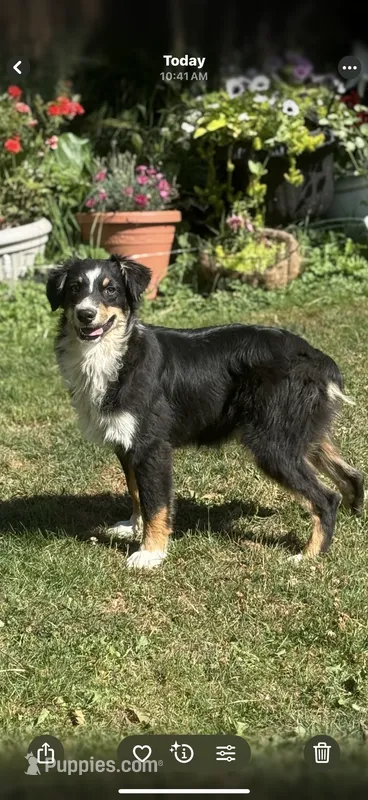 Black Tri Male – Australian Shepherd puppy for sale in Stanwood, WA