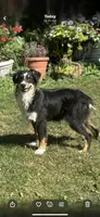 Black Tri Male, a male Australian Shepherd for sale in Stanwood, WA – 1 of 5
