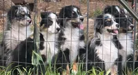 Black Tri Male, a male Australian Shepherd for sale in Stanwood, WA – 4 of 5