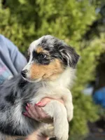 Blue Female 1, a female Australian Shepherd for sale in Stanwood, WA – 2 of 4