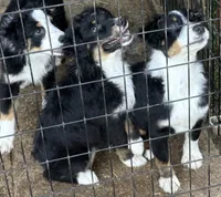 Black Tri Male, a male Australian Shepherd for sale in Stanwood, WA – 4 of 8