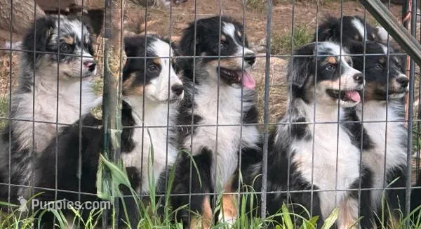 Black Tri Male – Australian Shepherd puppy for sale in Stanwood, WA