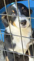 Black Tri Male, a male Australian Shepherd for sale in Stanwood, WA – 3 of 8