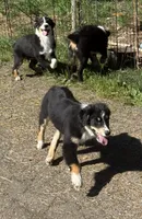 Black Tri Male, a male Australian Shepherd for sale in Stanwood, WA – 2 of 8