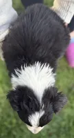 Black Tri Male, a male Australian Shepherd for sale in Stanwood, WA – 7 of 8
