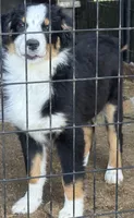 Black Tri Male, a male Australian Shepherd for sale in Stanwood, WA – 5 of 8