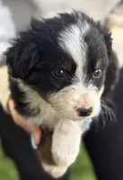 Black Tri Male, a male Australian Shepherd for sale in Stanwood, WA – 8 of 8