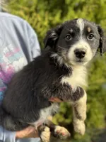 Black tri male 2, a male Australian Shepherd for sale in Stanwood, WA – 4 of 5