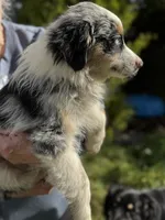 Blue male 4, a  Australian Shepherd for sale in Stanwood, WA – 4 of 5