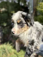 Blue male 3, a male Australian Shepherd for sale in Stanwood, WA – 3 of 5
