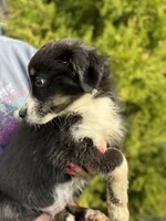 Black tri male 2, a male Australian Shepherd for sale in Stanwood, WA – 2 of 5