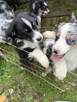 Black tri 3, a male Australian Shepherd for sale in Stanwood, WA – 4 of 4