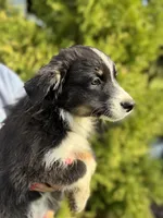 Black tri male 2, a male Australian Shepherd for sale in Stanwood, WA – 1 of 5