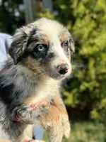 Blue male 3, a male Australian Shepherd for sale in Stanwood, WA – 5 of 5