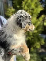 Blue male 3, a male Australian Shepherd for sale in Stanwood, WA – 2 of 5