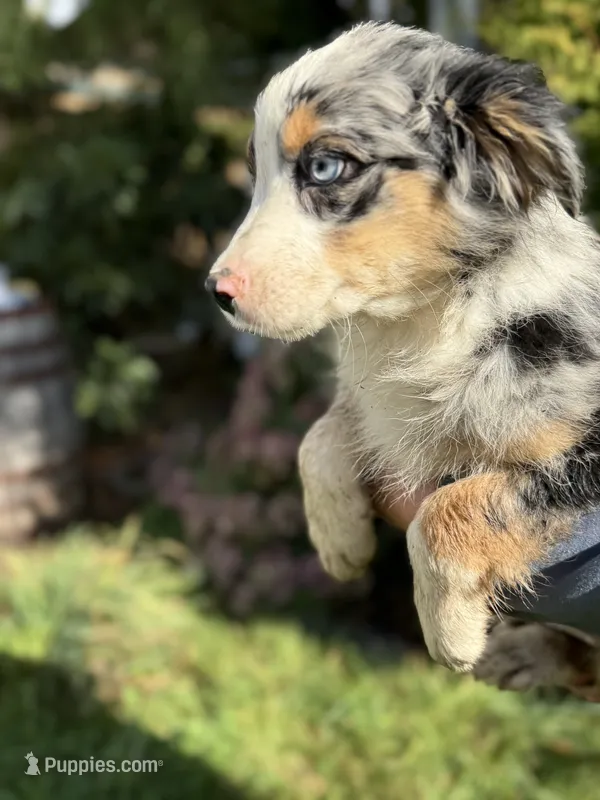 Blue Male 2 – Australian Shepherd puppy for sale in Stanwood, WA
