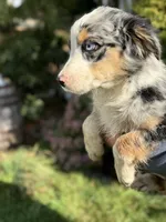 Blue Male 2, a male Australian Shepherd for sale in Stanwood, WA – 1 of 4