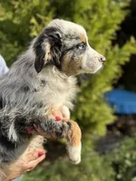 Blue Male 1, a male Australian Shepherd for sale in Stanwood, WA – 3 of 3
