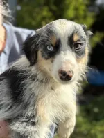 Blue male 4, a  Australian Shepherd for sale in Stanwood, WA – 3 of 5