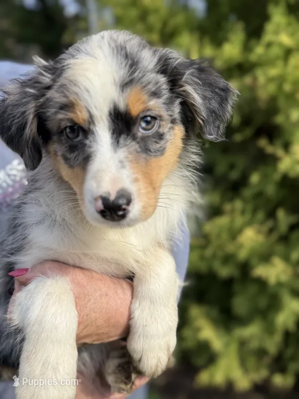 Blue Female 1 – Australian Shepherd puppy for sale in Stanwood, WA