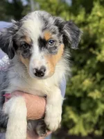 Blue Female 1, a female Australian Shepherd for sale in Stanwood, WA – 1 of 4