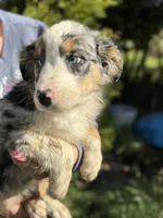 Blue Male 2, a male Australian Shepherd for sale in Stanwood, WA – 2 of 4