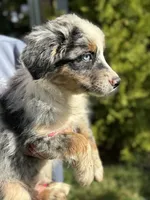 Blue male 3, a male Australian Shepherd for sale in Stanwood, WA – 4 of 5