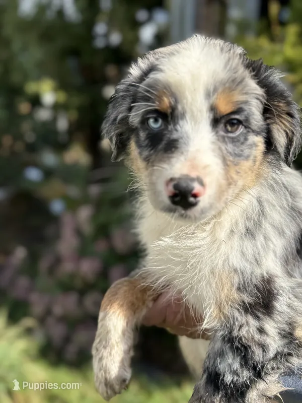 Blue male 3 – Australian Shepherd puppy for sale in Stanwood, WA