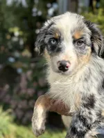 Blue male 3, a male Australian Shepherd for sale in Stanwood, WA – 1 of 5