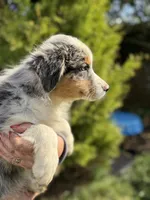 Blue Female 1, a female Australian Shepherd for sale in Stanwood, WA – 4 of 4