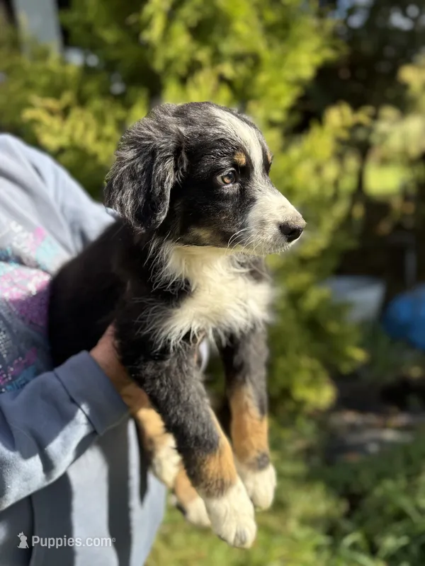 Black tri 3 – Australian Shepherd puppy for sale in Stanwood, WA