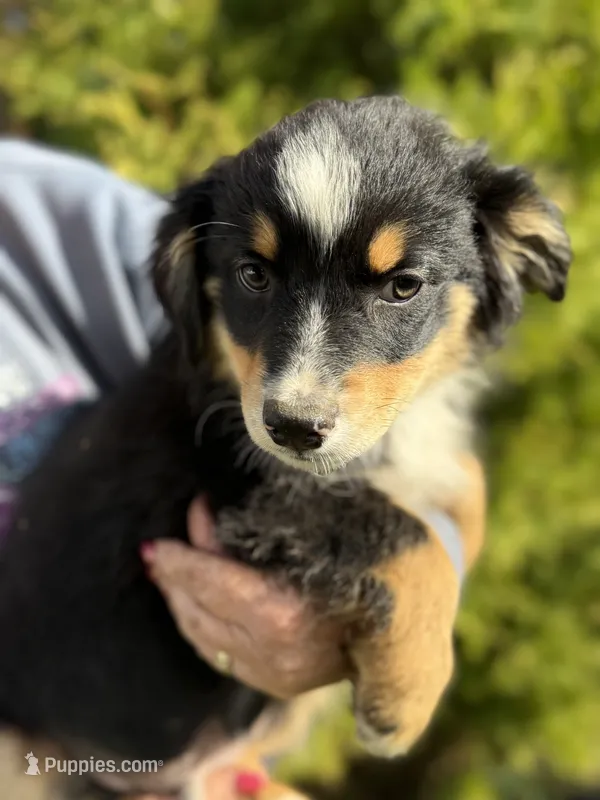 Black Tri Male – Australian Shepherd puppy for sale in Stanwood, WA