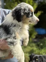 Blue male 4, a  Australian Shepherd for sale in Stanwood, WA – 5 of 5