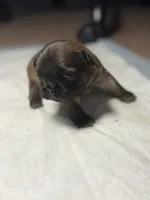 Foxy, a female French Bulldog for sale in Fresno, CA – 4 of 6