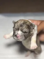 Rocky, a female French Bulldog for sale in Fresno, CA – 4 of 6