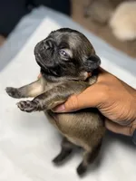 Foxy, a female French Bulldog for sale in Fresno, CA – 5 of 6