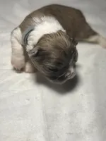 Rocky, a female French Bulldog for sale in Fresno, CA – 6 of 6