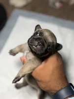 Coco, a female French Bulldog for sale in Fresno, CA – 1 of 5