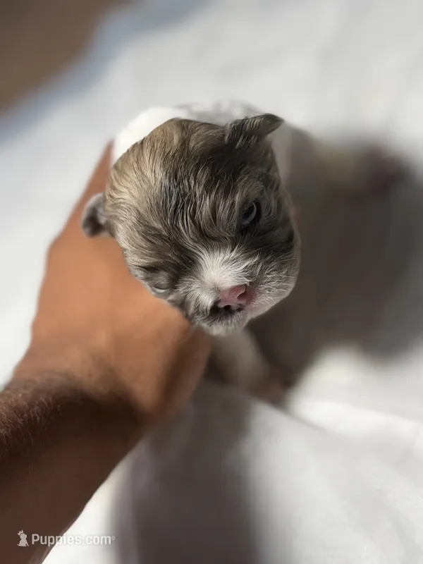 Rocky – French Bulldog puppy for sale in Fresno, CA