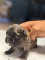 Foxy, a female French Bulldog for sale in Fresno, CA – 6 of 6