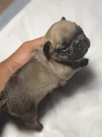 Coco, a female French Bulldog for sale in Fresno, CA – 2 of 5