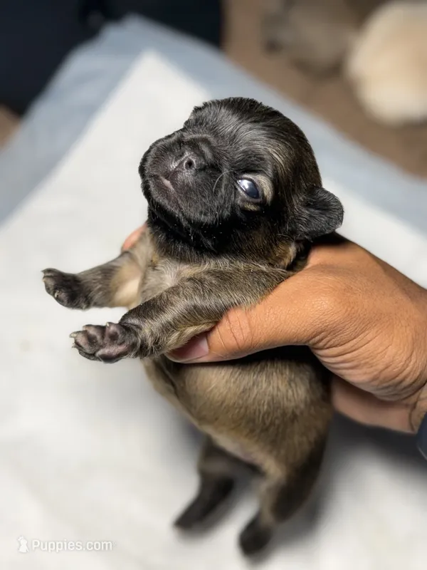 Foxy – French Bulldog puppy for sale in Fresno, CA