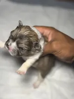 Rocky, a female French Bulldog for sale in Fresno, CA – 2 of 6